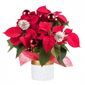 Merry Christmas: Shiny Poinsettia