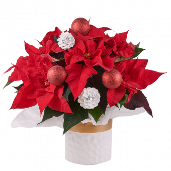 Spirito natalizio: Stella di Natale