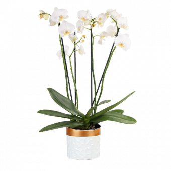 Orchidée Blanche
