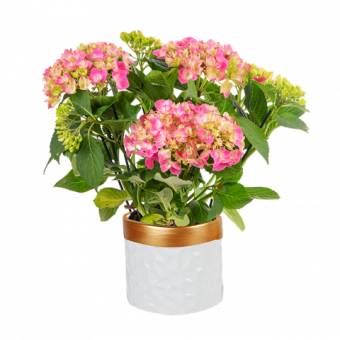 Hortensia Rose