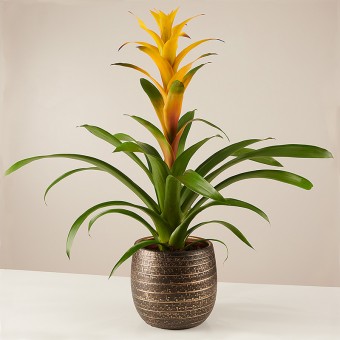 Bromelia Gialla