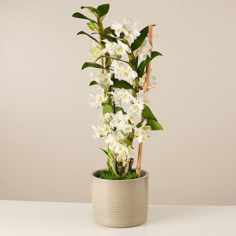 Tropical Bells: Weiße Dendrobium