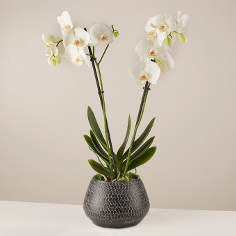 White Orchid