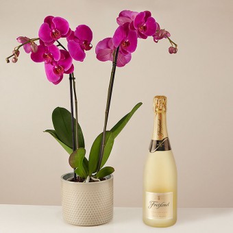 Pink Bubbles: Orchidee mit Champagner