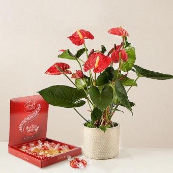 Sweet Hearts: Anthurium and Chocolates