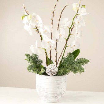 White Christmas: White Orchid