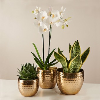 Pure Air : Orchidée, Sansevieria et Aloès