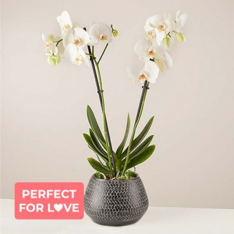My Dearest: Orchidea Bianca