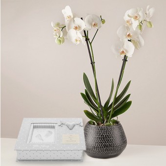 Blessed: Orquídea Blanca y Álbum Personalizable