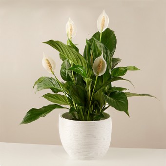 Soothing Ride: Peace Lily