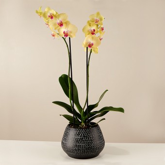Luminous Gratitude: Gelbe Orchidee