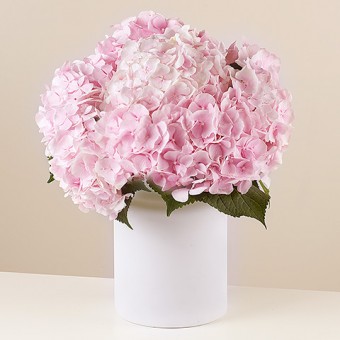 Romantic Poem: Hortensias Rosas