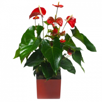 Delicia Roja: anthurium