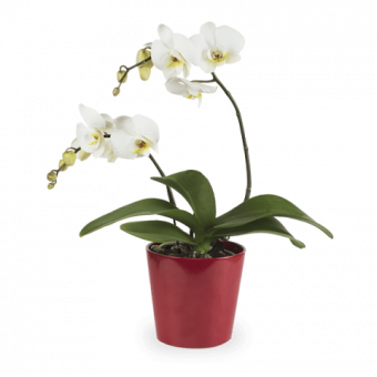 Sourire lumineux : Orchidée Blanche