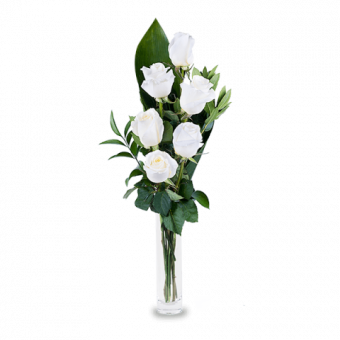 Bright Lights: 6 White Roses