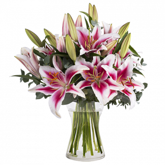 Belleza Oriental: Lirios Stargazer Rosa