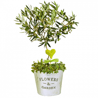 Ulivo: mini albero della pace