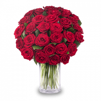 Drunk in Love: 30 Red Roses
