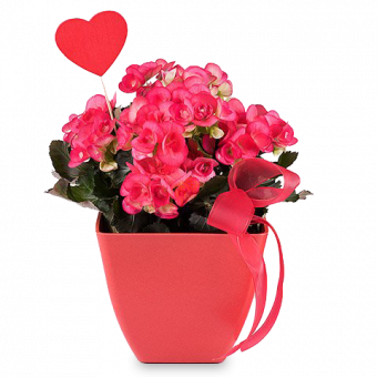Un Amour de Bégonia