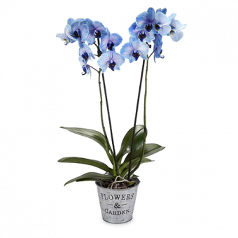Blaue Orchidee: Tiefer Ozean