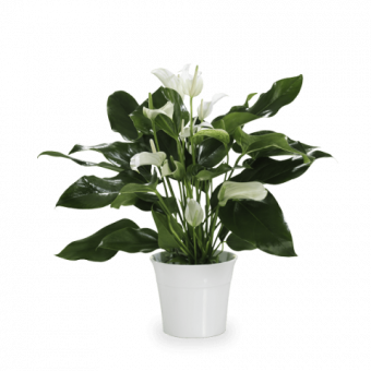 Zen Calm: White Anthurium