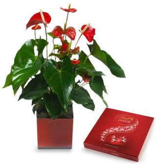 Flamingoblume mit Pralinen