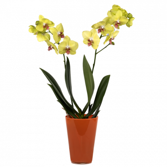 Elegancia Soleada: orquídea amarilla