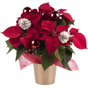 Flor de Pascua