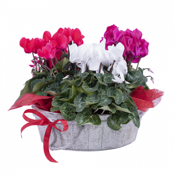Lutins : Cyclamens multicolores