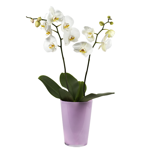 Storczyk Biała Dama: biała orchidea