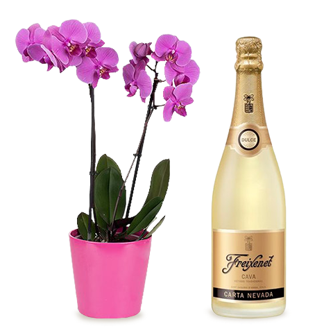 Celebración premium: Orquídea y cava