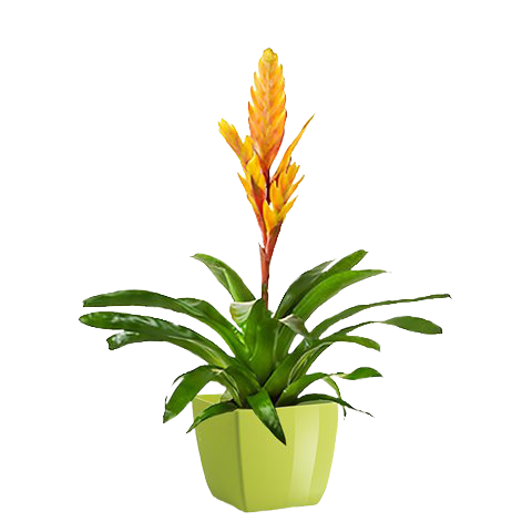 Sunny Paradise: Yellow Bromeliad