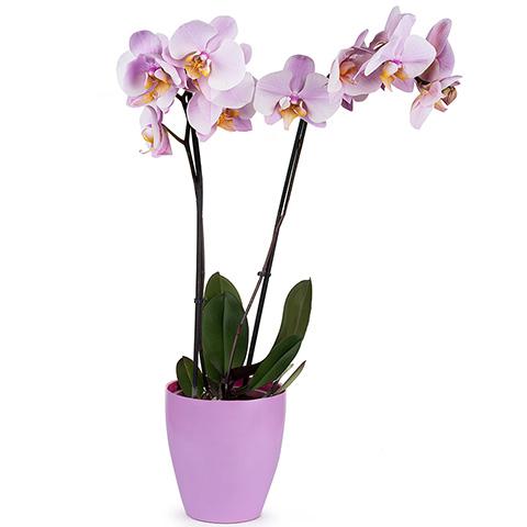 Venus Kiss: Pink Orchid