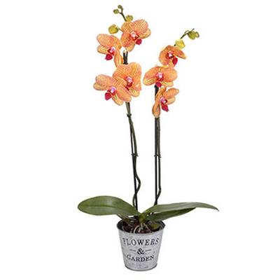 Tigerorchidee Exotisch