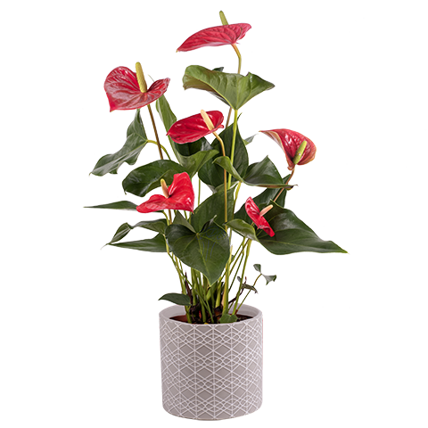Rote Freude: Flamingoblume