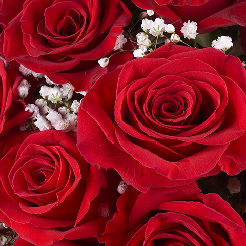 24 Rose Rosse Consegna A Domicilio Acquista Rose Online Floraqueen