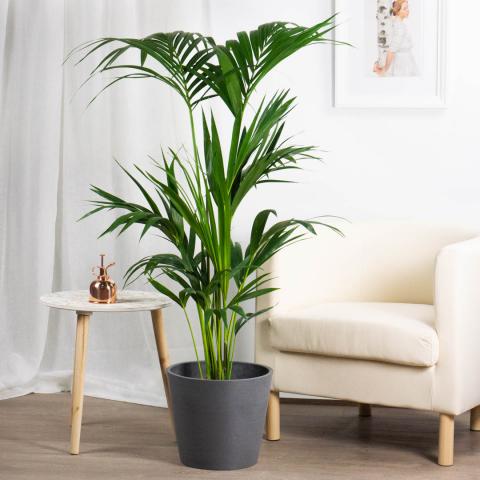 Palma Kentia Palma Kentia