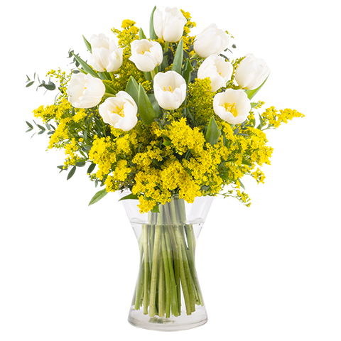 Solidaridad: Tulipanes Blancos y Solidago