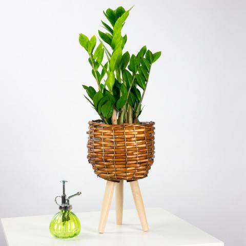 Planta Cuervo (ZZ) Planta Cuervo (ZZ)
