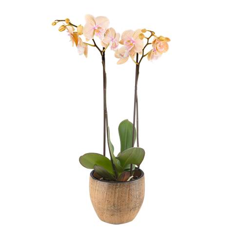 Orquidée Tigrée