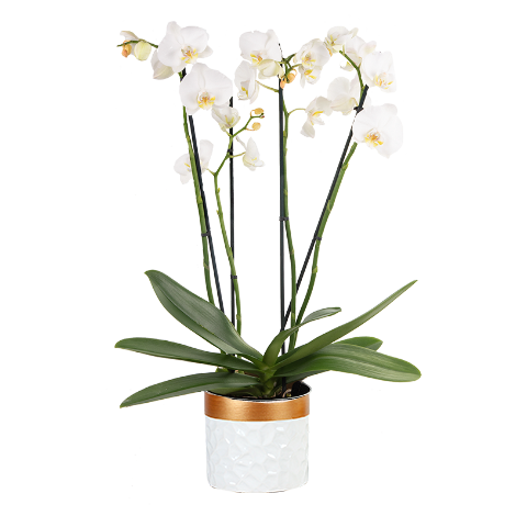 Comprare Orchidee Bianche Floraqueen Floraqueen