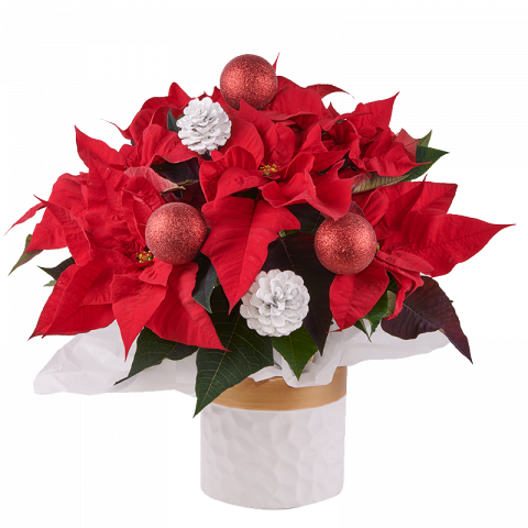 Espíritu Navideño: Flor de Pascua