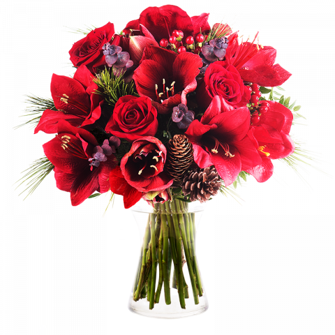 Energia Natalizia: Amaryllis e Rose rosse