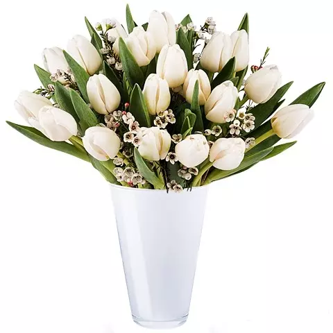 Serenity: 20 White Tulips