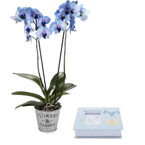 Orchidée bleue et album