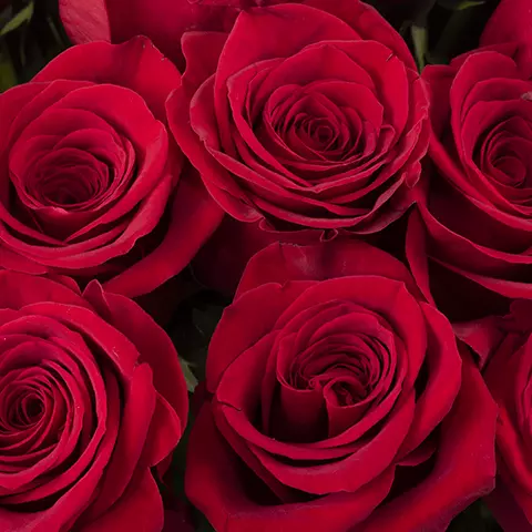 Hundred Kisses : Roses Rouges