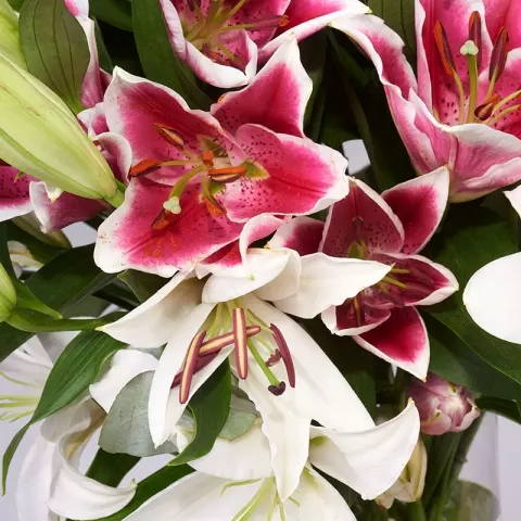 Sweet Delicacy: White and Pink Lilies