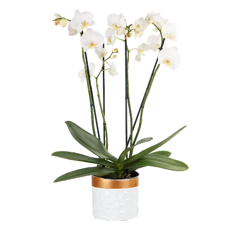 Buy A White Orchid Floraqueen Floraqueen