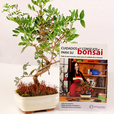 Botany For Beginners: Pistacia Lentiscus and Care Guide