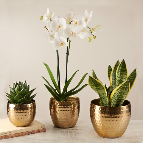 Fresh Air: Orchidea, Dracaena e Aloe